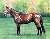 Thoroughbred, Equine Art - Chocolate Mocha